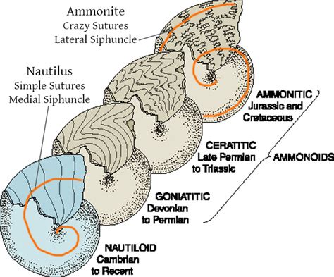 The Quick Difference Between Nautiloids And Ammonoids Lucky Sci