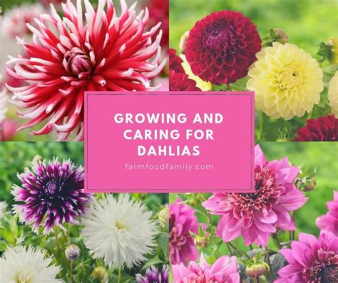 Growing And Caring For Dahlia Flowers The Definitive Guide 2023
