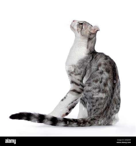 Silver Spotted Shorthair Cat Cut Out Stock Images And Pictures Alamy