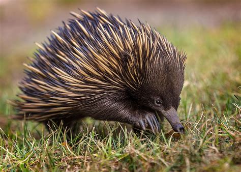 Echidna Worldatlas