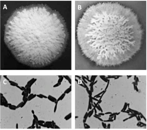 A B Colony Morphology Of The Unswitched And Switched Candida Krusei