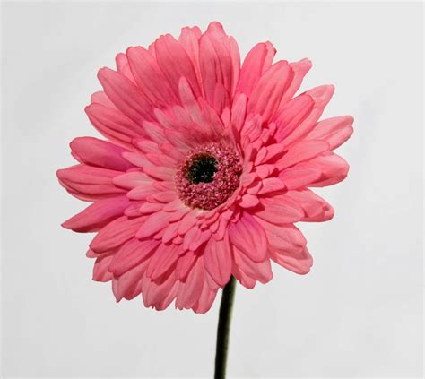 artificial silk gerbera deluxe flowers real touch just artificial