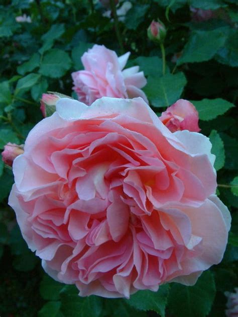 Pink Gruss An Aachen Floribundas Old Garden Roses Rose Catalog