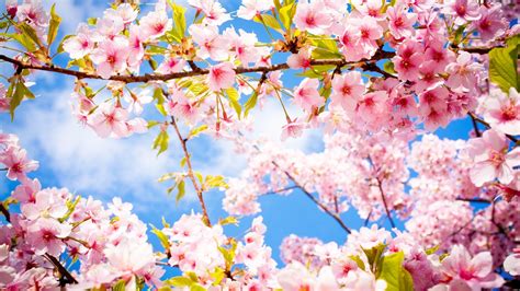 Download 2560x1440 Cherry Blossom Sakura Tree Branches