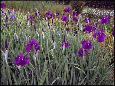 Japanese Variegated Iris Hinsdale Nurseries