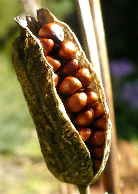 23 Best Seed Pods Images On Pinterest Seed Pods Seeds And Nature