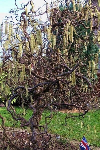 Wilson Bros Gardens With Its Twisted Corkscrew Branches Stems