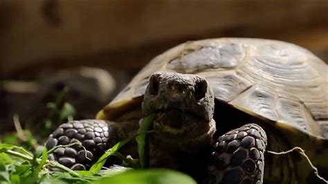 Rescued Tortoises Lay Eggs In Nw China Nature Reserve Cgtn