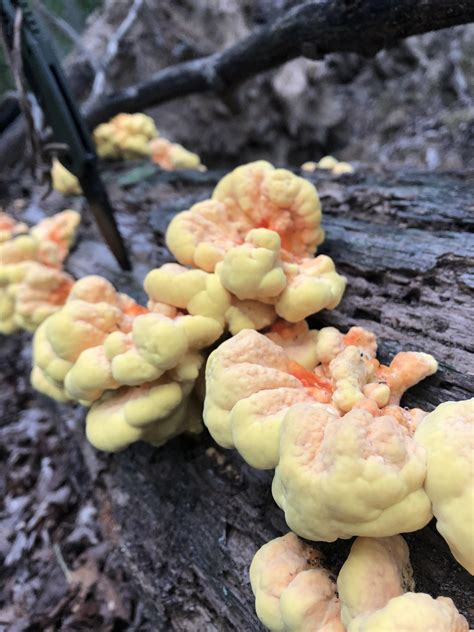 Sulfur Mushroom New To Reddit Found In Virginia Usa 🇺🇸 Hiking
