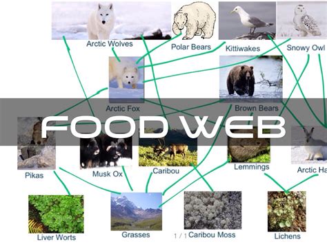 Tundra Biome Food Web