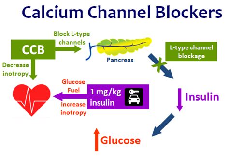 Calcium channel blockers are used to treat hypertension, angina, and irregular heartbeats. February FOAMed - FRCEM Success