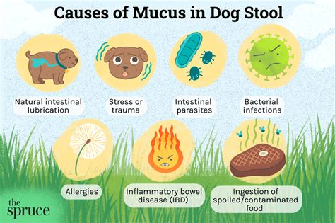 What To Do If Your Dog Has Mucus In Its Stool
