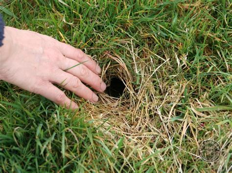 How To Manage Land For Barn Owls The Barn Owl Trust