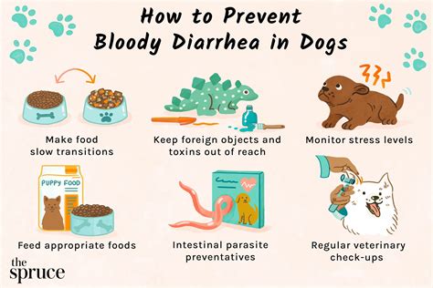 Diarrea Con Sangre En Perros Curiosidades Sobre Tratamientos Para Perros