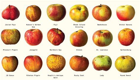85 Types Of Apples