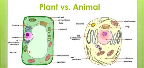 Animal cells and plant cells share the common components of a nucleus, cytoplasm, mitochondria and a cell membrane. Plants vs. Animals: What is The Difference? | Diffzi