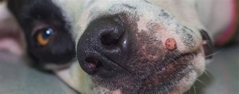 Dog Skin Cancer Or Wart Cancerwalls