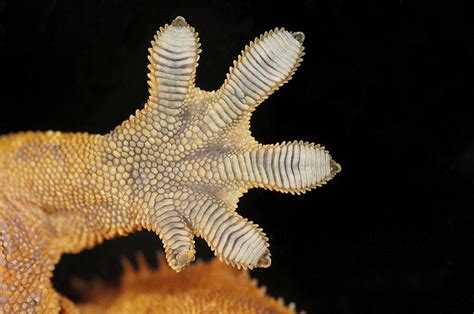 Geckos Foot Photograph By Volker Steger