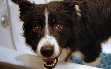 15 Pictures Only Border Collie Owners Will Think Are Funny The Dogman