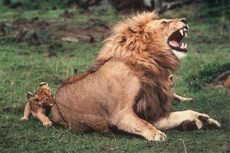 Lion Funny Pictures