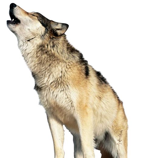 Search more hd transparent wolf image on kindpng. Oficial - All Access Workshop Taller Público Q2-2014