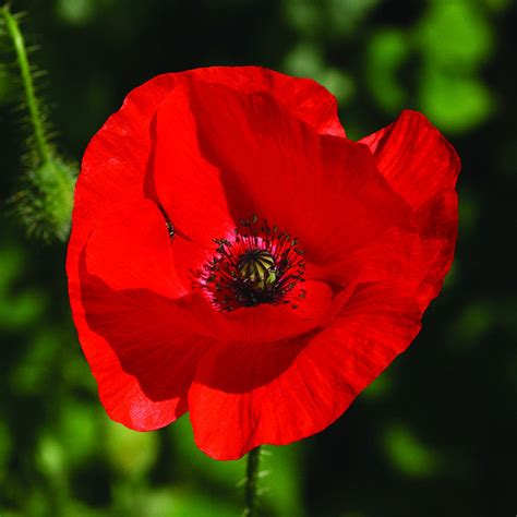 Red Poppy Yorkshire Flower Essences