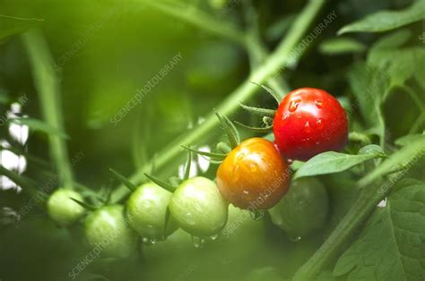 Tomatoes Solanum Lycopersicon Stock Image C0096644 Science