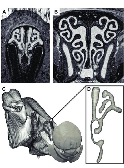 Anatomically Accurate Computational Model Of The Mouse Nasal Cavity