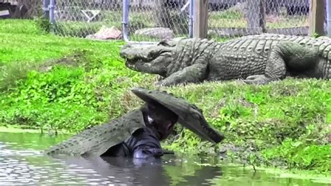 He Put On An Alligator Costume And Thats What Happened Next Youtube