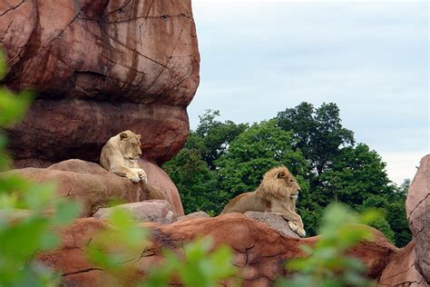 8 Largest Zoos in the World (with Photos)  Touropia