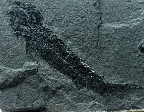 Osteolepis Macrolepidotus Devonian Fish Fossil