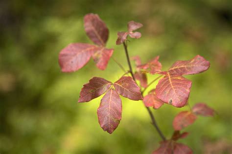 How To Get Rid Of Poison Oak Plants