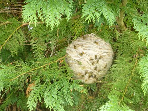 What Does A Wasp Nest Look Like And How Do You Spot Them Andy Law Pest