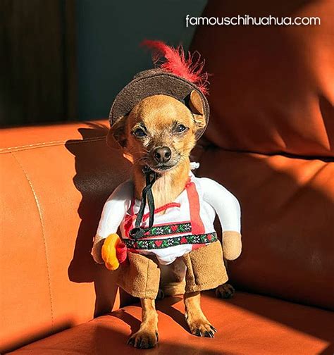 Chihuahuas Dressed Up In Halloween Costumes