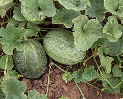 How To Grow Melons A Complete Guide And Growing Tips Yates Australia