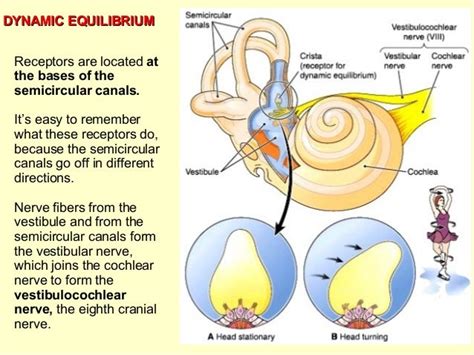 Hearing And Equilibrium