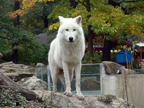 White Tundra Wolf Wolf Wild Animal Canada Hd Wallpaper Peakpx