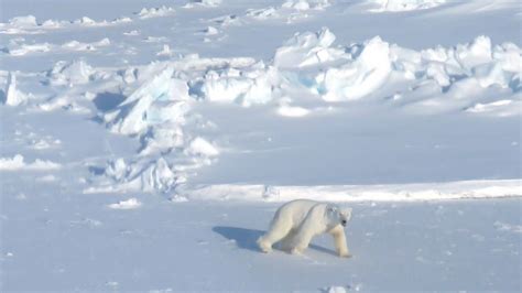 Scientists Map The Canadian Arctics Polar Bear Dens