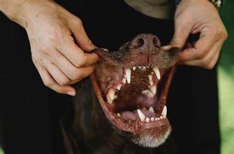 Why Does My Dog Have Black Gums