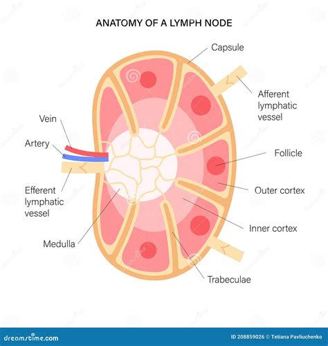 Lymph Node Anatomy Stock Vector Illustration Of Vector 208859026