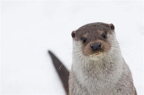 European River Otter On Snow Netherlands Captive Photograph By Edwin