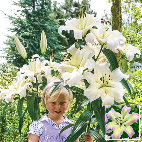 Pretty Woman Lily Tree Buy Orienpet Lily Bulbs Brecks