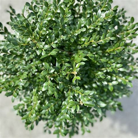 Buxus Green Velvet 3 Boulevard Flower Gardens