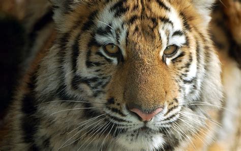 Imagini De Fundal Iarbă Tigru Animale Sălbatice Blană Pisici De