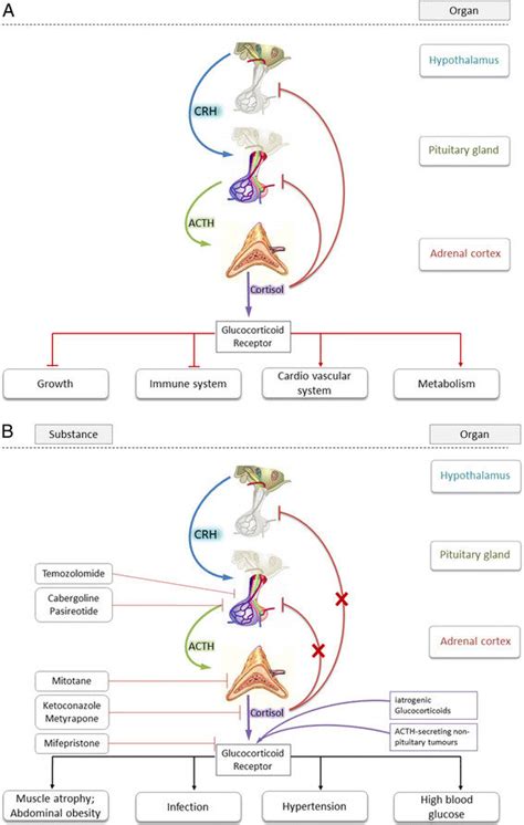 Schematic Overview Of The Hypothalamic Pituitary Adrenal Hpa Axis A