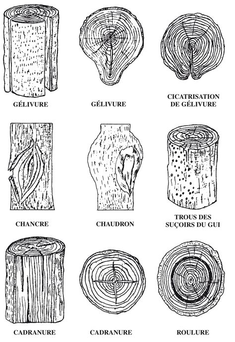 Schémas Et Dessins Du Bois Normes Entretien Divers Idé