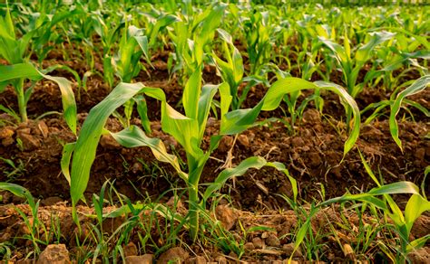 Growing Sweet Corn How To Grow Care For And Harvest Sweet Corn