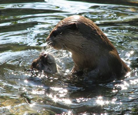 21 Facts About River Otters Celestialpets