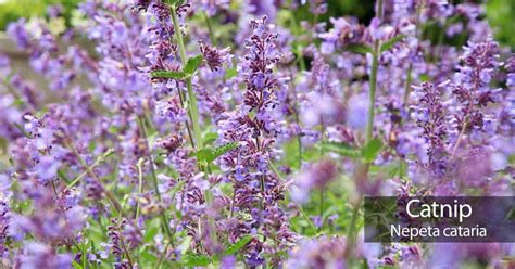 Lavender blue lavender fields drying lavender when to plant lavender lavender roses farms living hobby farms flower farm farm gardens. Catnip Plant: How To Grow And Care For Catnip