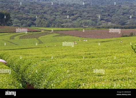 Tea Plantation In The Kericho Area Western Kenya Stock Photo Alamy